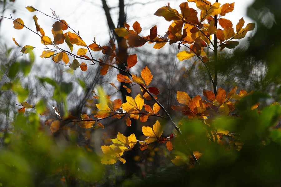 Herfsttips