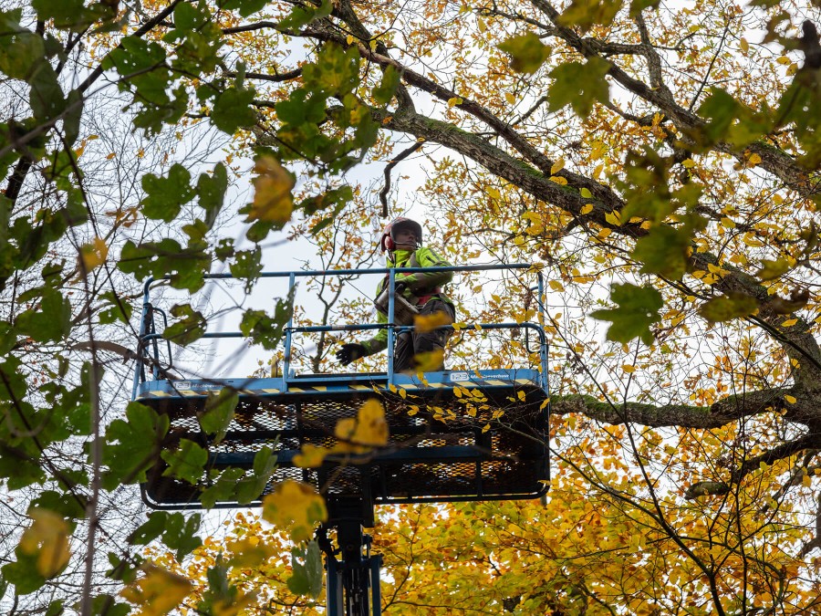 European Tree worker(s)