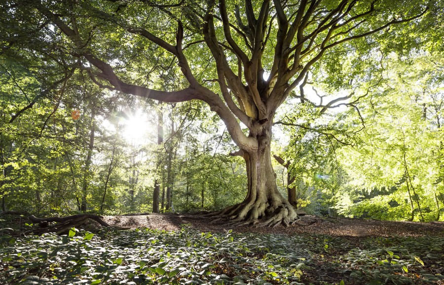 De waarde van onze bomen